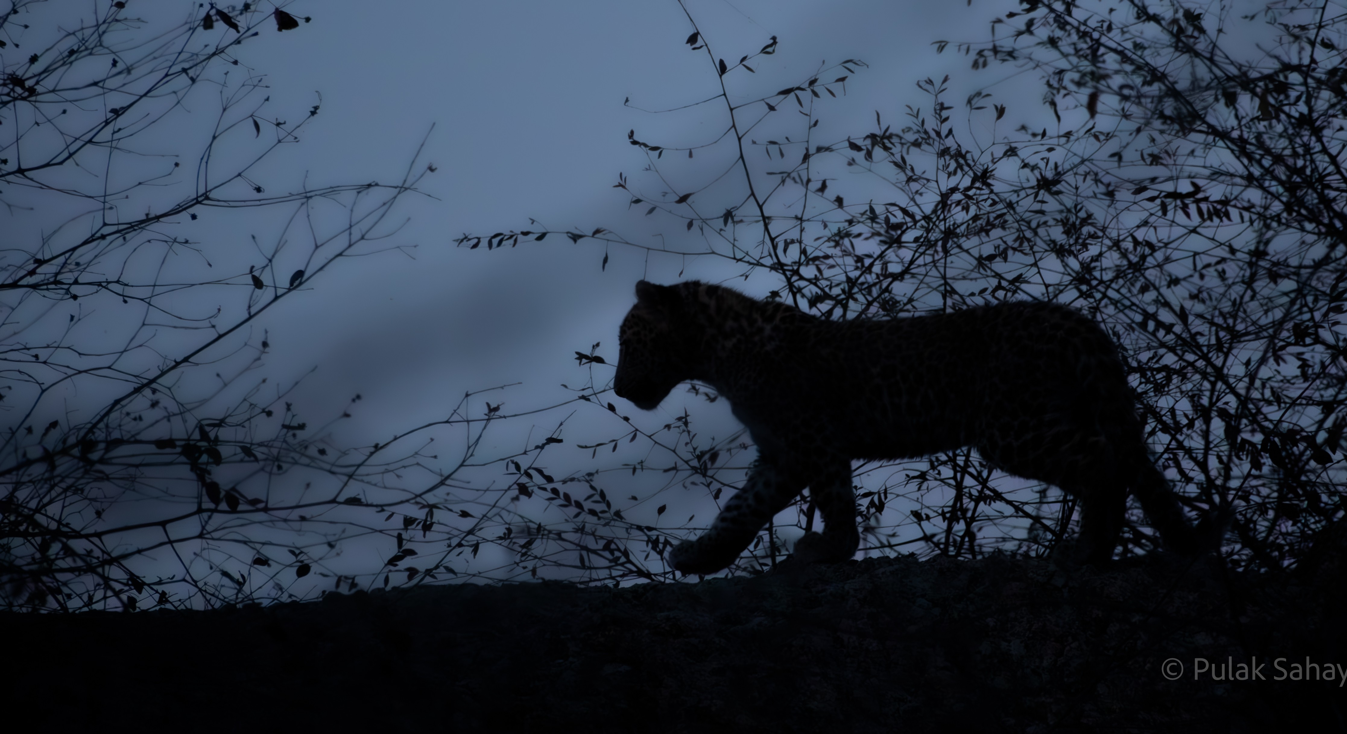 Leopard Silhoutte